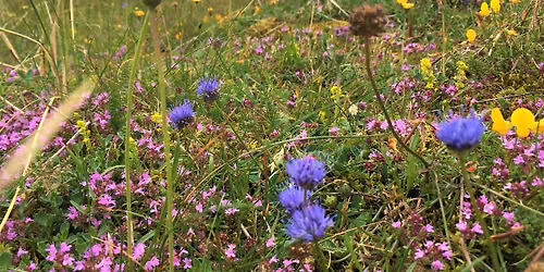 Pond dipping at Foulshaw Moss Nature Reserve