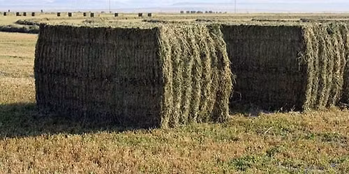 No Forage Deliveries or Collections 16th, 17th, 18th December