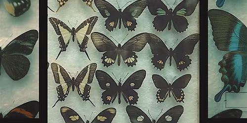 ALC Art & Oddities Parlour | Pretty Dead Taxidermy: BUTTERFLY PINNING CLASS