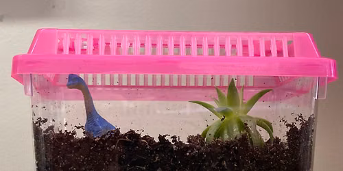Plant Terrarium - Kids
