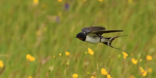 Butterflies, Birds and Blooms at Slievenacloy Nature Reserve