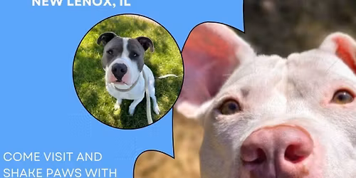 Petco Dog Adoption Event!