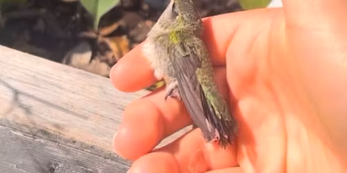 Birds on Location Photography 