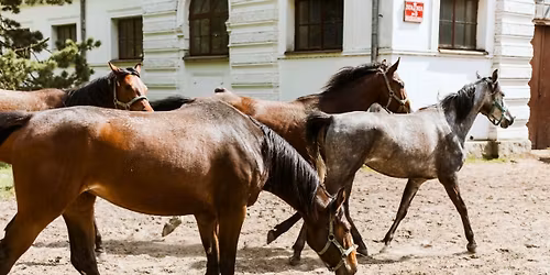 Jan\u00f3w Podlaski vol. 1: Stadnina Koni i Zamek - wycieczka 1-dniowa