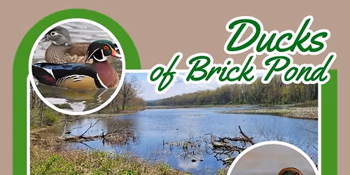 Ducks of Brick Pond