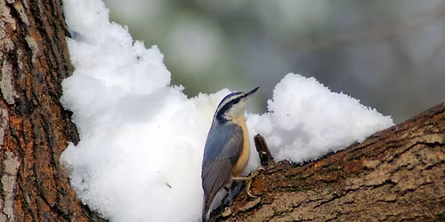 Audubon\u2019s Christmas Bird Count