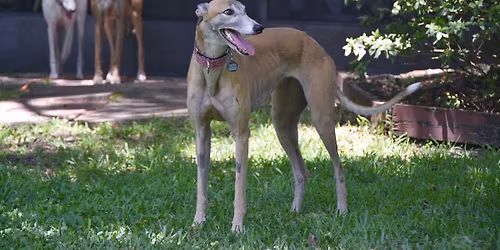 Oxford Greyhound Racing Outreach event