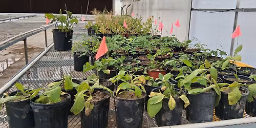 Partners in Preservation: Native Planting Day