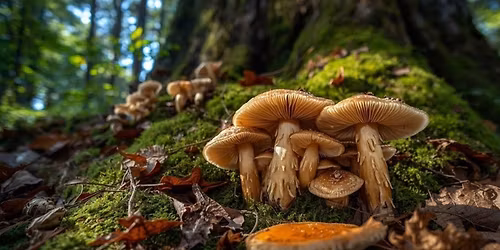 (complet) Le monde des champignons