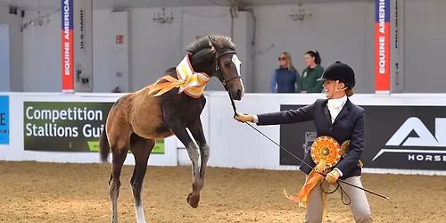 NORTHERN LIGHTS SHOWING MASTERS