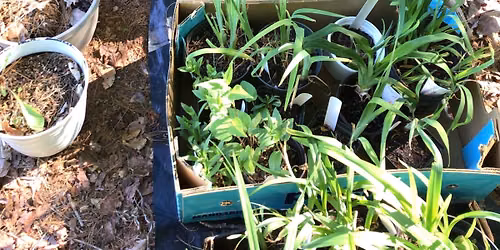 Plant Sale