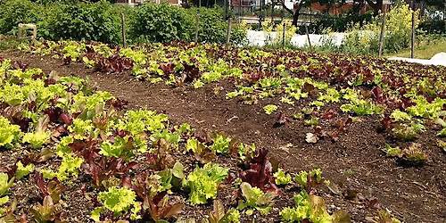 Small and Urban Farm Experience