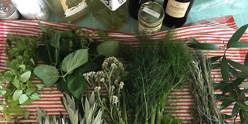 Edible and Medicinal Wild Plants of the East Bay Hills