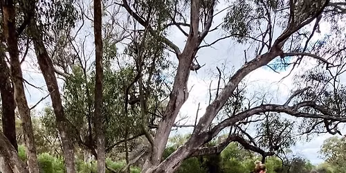 EASTER IN THE FOREST 