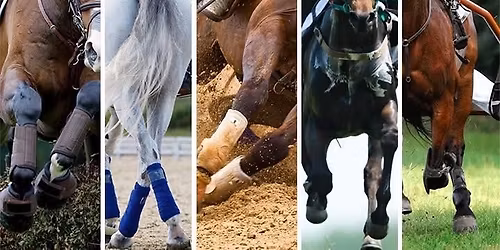 Everything Equine Market 2026