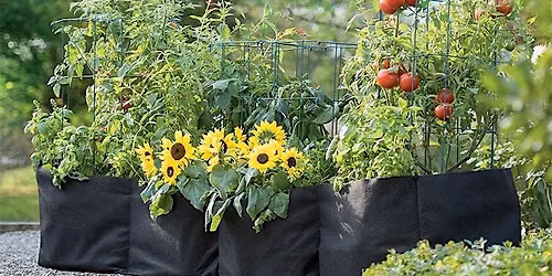 Small Space, Big Harvest: Growing Food in Fabric Grow Bags