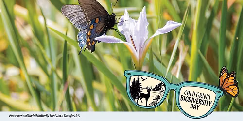 Pollinators in Parks at the Leland Stanford Mansion