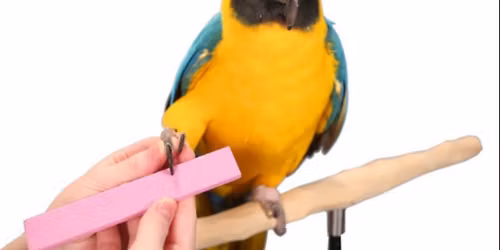 Beak and Nail trim