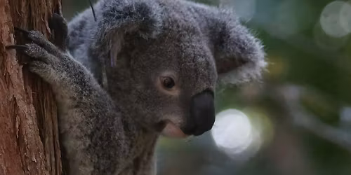 Restore & Reconnect: Koala Habitat Community Planting