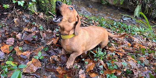 Dachshund Meet - Plymouth 