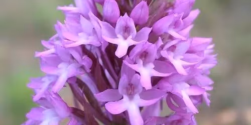 Arboretum Kirchberg - Un nouvel habitat pour les orchid\u00e9es