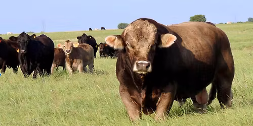 National Braunvieh Show and Sale at Cattleman\u2019s Congress
