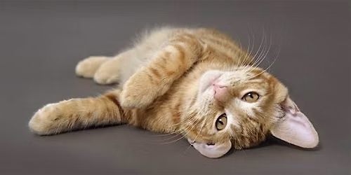 Cat Rehoming Day - July 2026