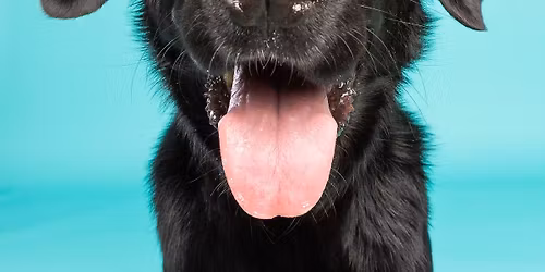 Pet Behaviour and Training Q & A Session