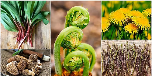 Wild Plant Identification Class (Spring Edition)