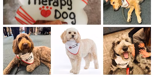 Quarter Auction for St John's Therapy Dogs