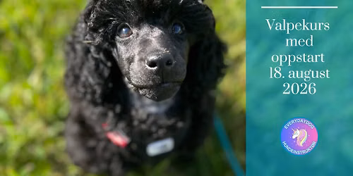 Valpekurs med Everydaydog - oppstart 18.august 2026