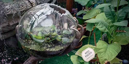Wicked Plants Garden Tour