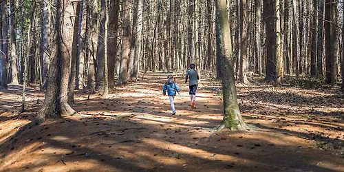 Forest Bathing
