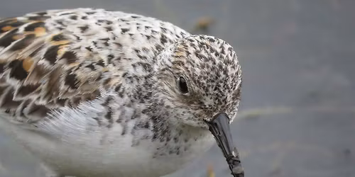 Birding at Semiahmoo