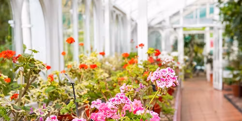 Tree Myths and Folklore Tour