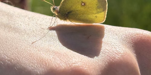 BioBlitz @ Lakehead University