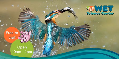 Wonderful Water Birds