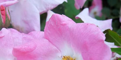 Free Summer Rose Care Class at Curious Flora Nursery