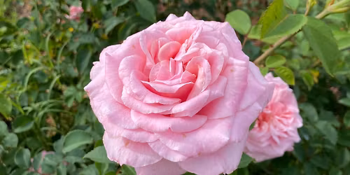 Florida Southern College Rose Pruning