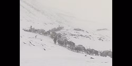 V\u00e1ndorok \u2013 hanti r\u00e9nszarvasp\u00e1sztorok az Ur\u00e1lban | Filmvet\u00edt\u00e9s