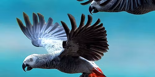 Wichita Kansas Bird Fair and All Pet Fair 