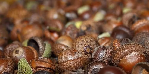 Garden Story & Craft Time: Acorns!