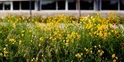 Native Plant Sale - Spring 2026
