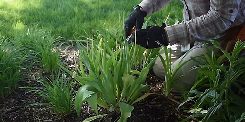 Immersive Learning- Spring Landscape Care