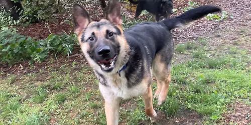 Meet and Greet Adoptable ASR dogs