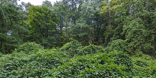Volunteer with us! Porcelain Berry by Bellevue Pond