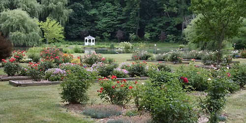 Garden With Confidence: Roses