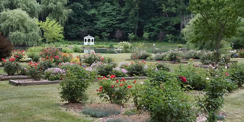 Garden With Confidence: Roses