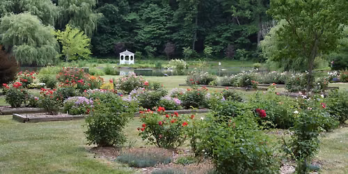 Garden With Confidence: Roses