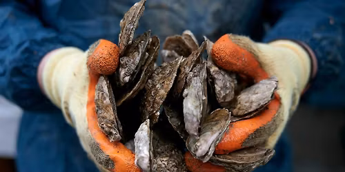 DEEP Oyster Stringing Workshop